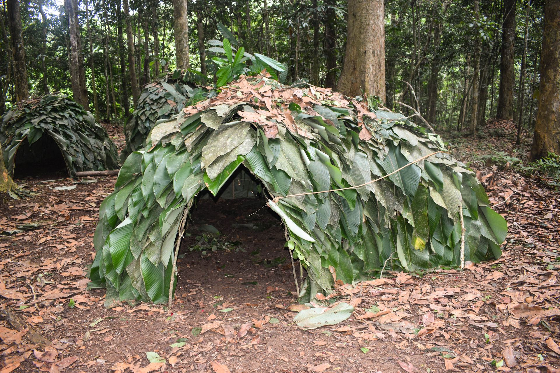 Wildlife safari in Cameroon