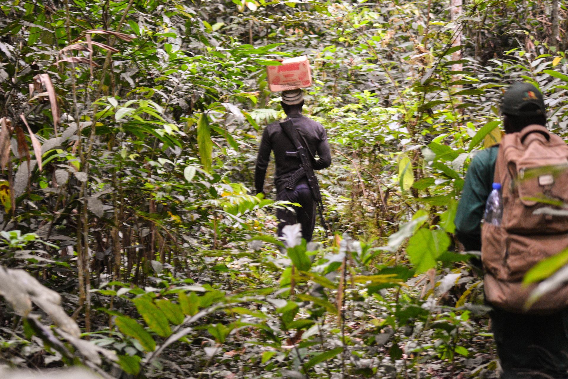 Wildlife safari in Cameroon