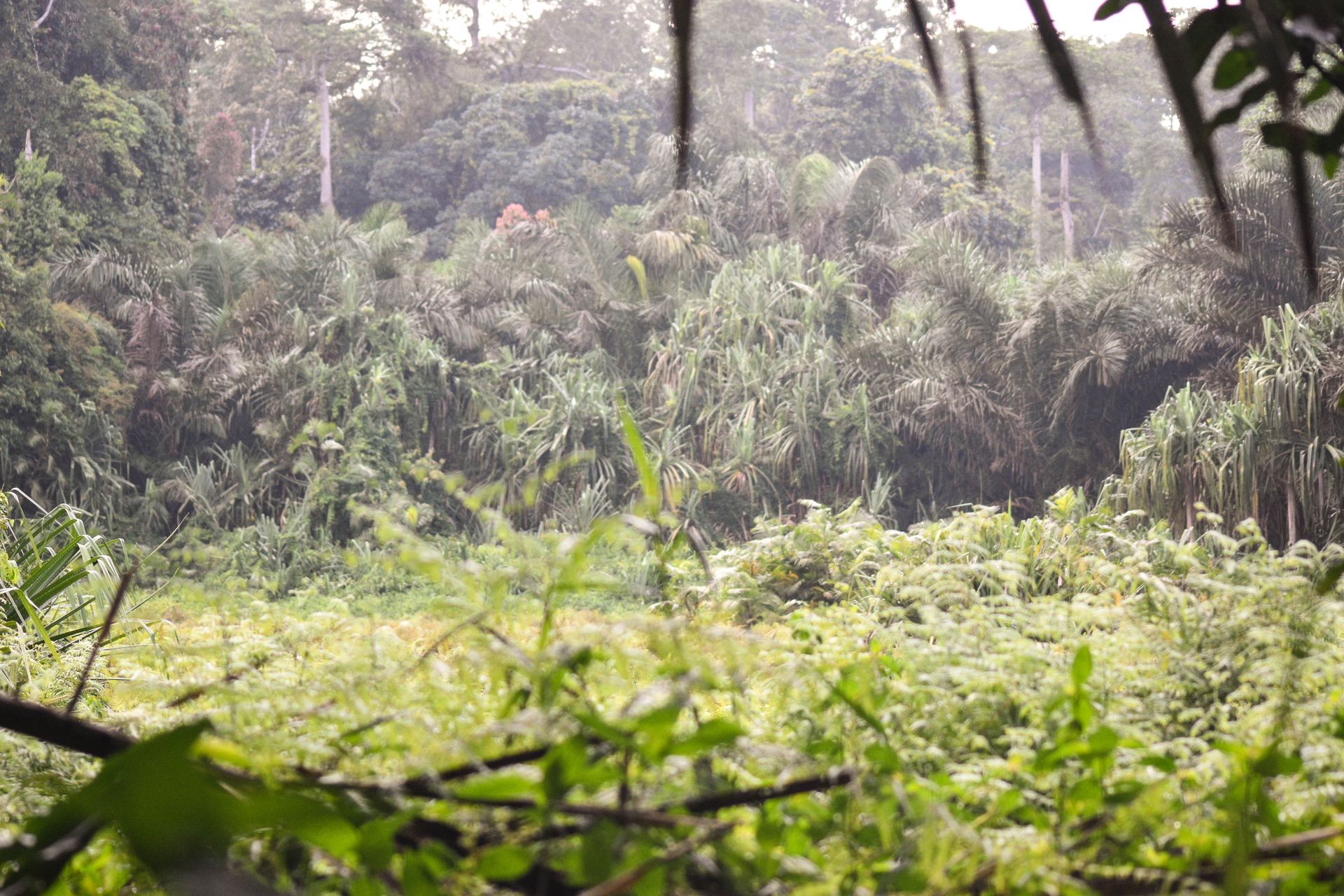 Wildlife safari in Cameroon