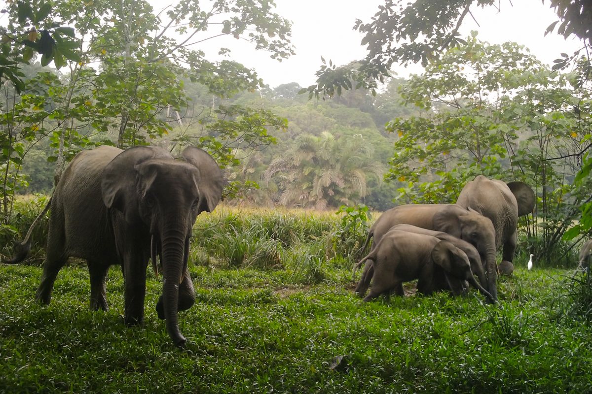 Rainforest Expedition