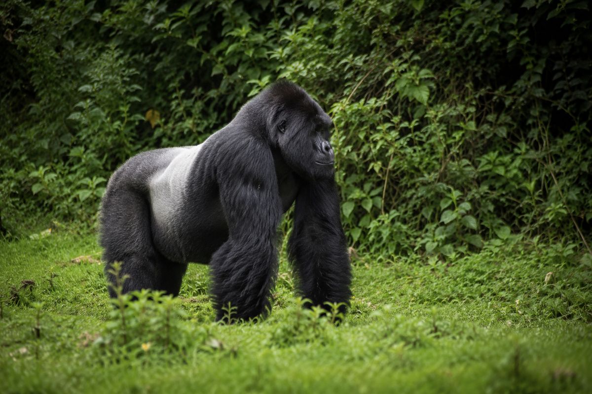 Mefou Primate Sanctuary